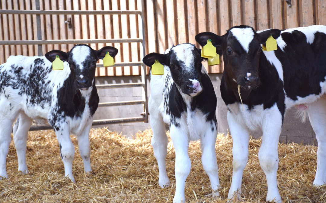 Erfolgreiche Kommunikation für die Milchvieh- und Kälberhaltung